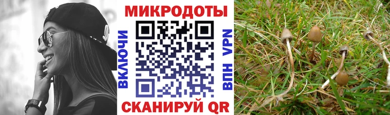 Псилоцибиновые грибы Psilocybe  Таганрог 